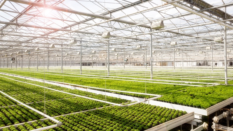 EnergyGlass™ Technology Addresses & Solves Key Issues for The Greenhouse Industry